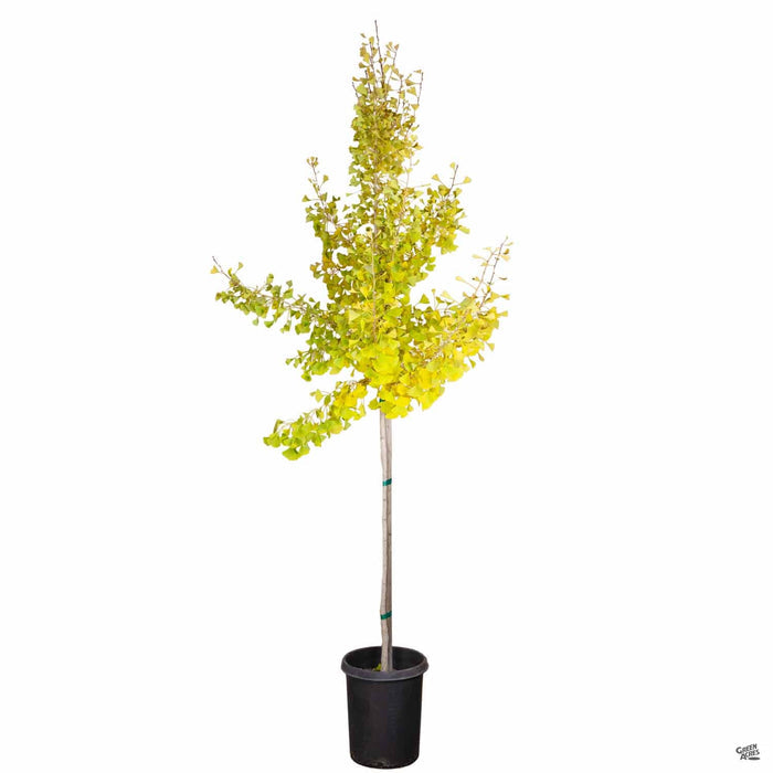 Ginkgo biloba 'Autumn Gold' 15 gallon