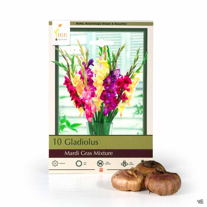 Gladiolus Mardi Gras Mixture 10- pack
