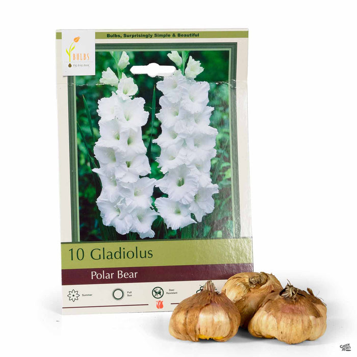 Gladiolus Polar Bear 10-pack