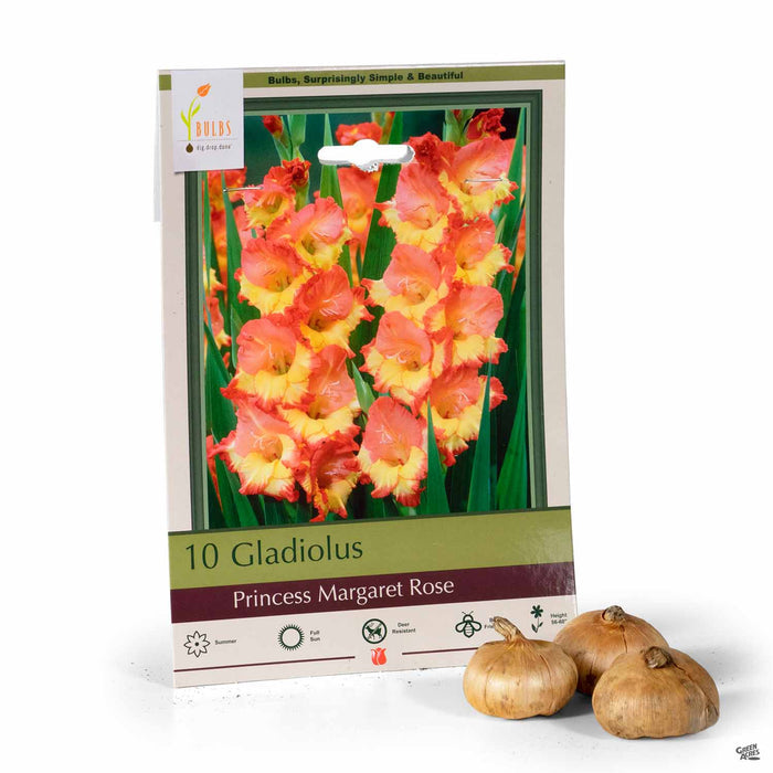 Gladiolus Princess Margaret Rose 10-pack