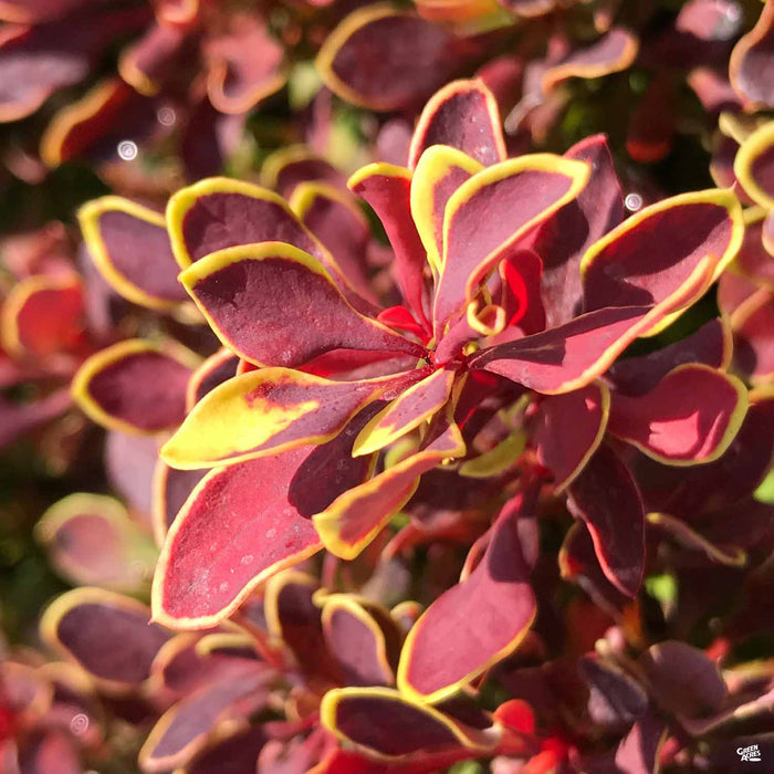 Golden Ruby Barberry