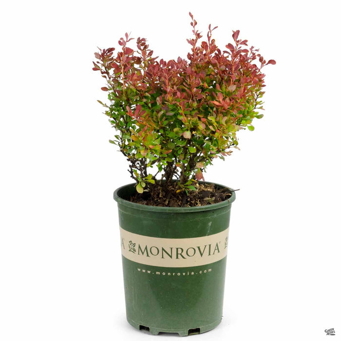 Golden Ruby Barberry 1 gallon Monrovia