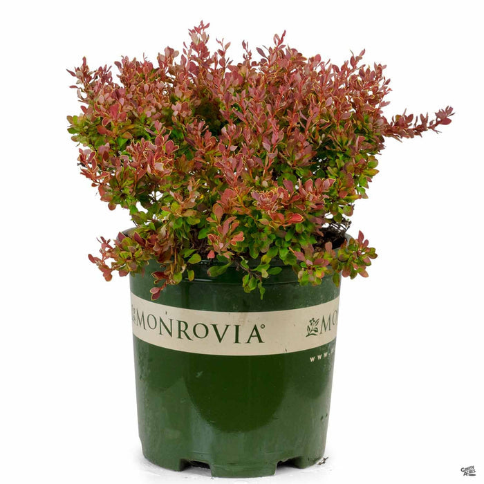 Golden Ruby Barberry 2 gallon Monrovia