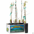 Gooseberry / Currant 'Black Velvet Gooseberry' - 4 inch sleeve