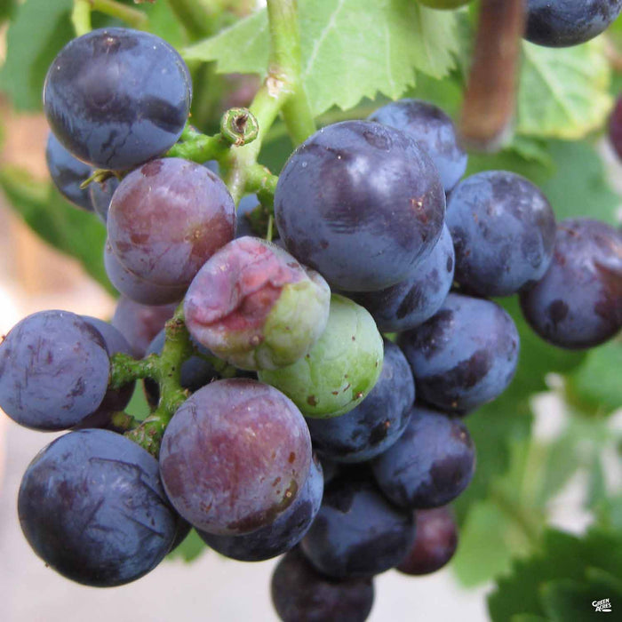 Merlot Grape