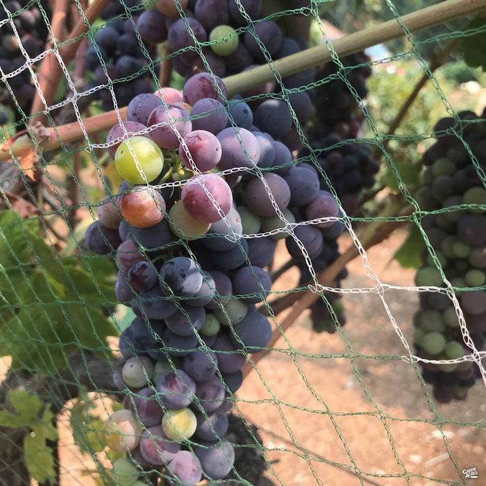 Zinfandel Grape