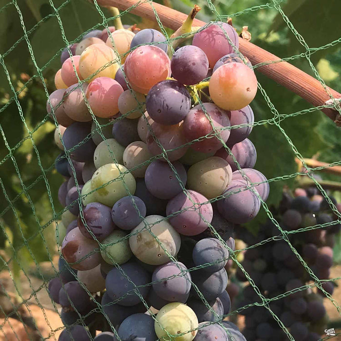 Zinfandel Grape