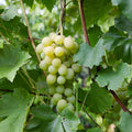 Grape Princess Seedless