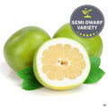 Grapefruit 'Oro Blanco' Fruit
