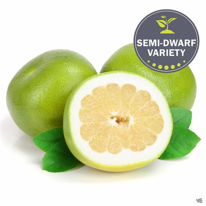 Grapefruit 'Oro Blanco' Fruit