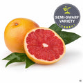 Grapefruit 'Rio Red' Fruit