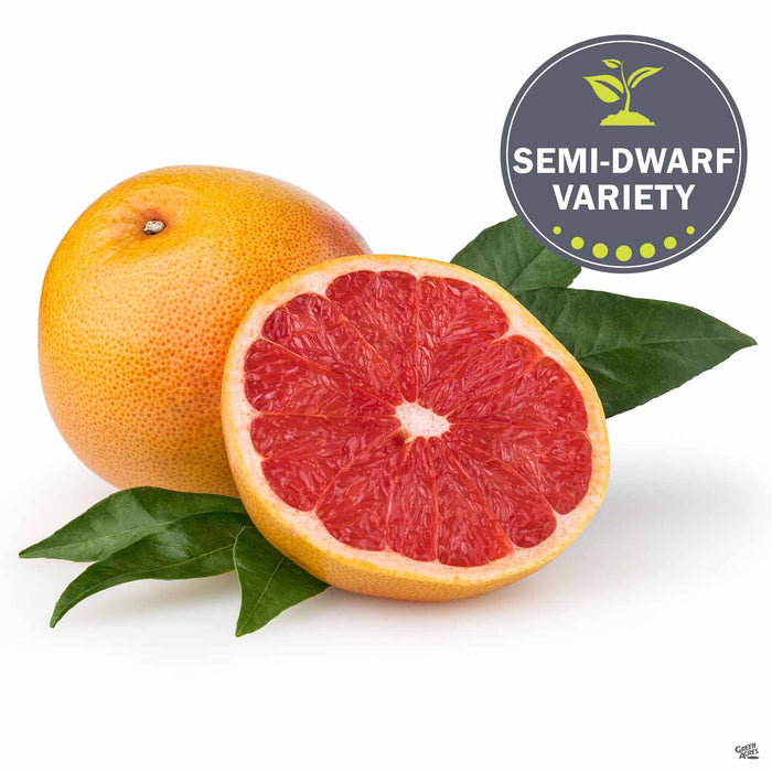 Grapefruit 'Rio Red' Fruit