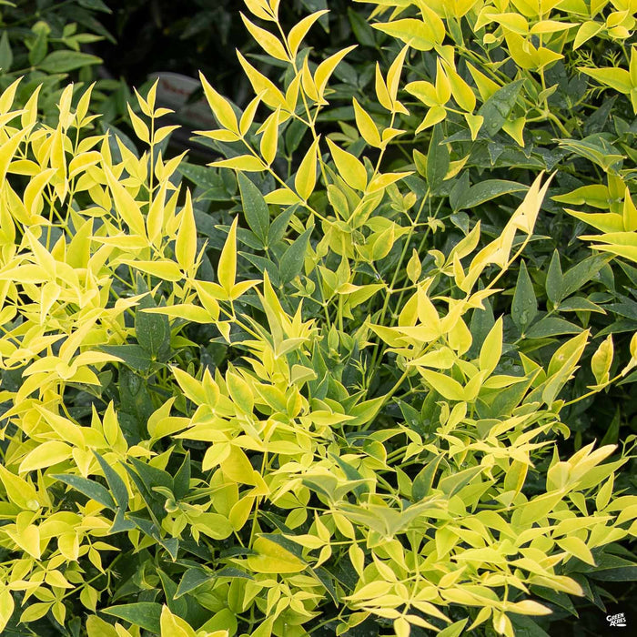 Heavenly Bamboo Lemon Lime Sunset