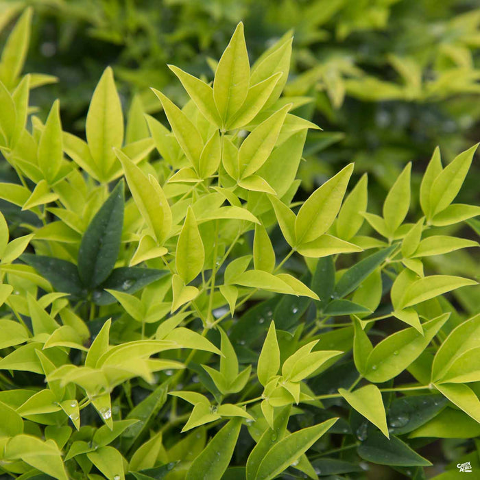 Heavenly Bamboo 'Lemon Lime' Sunset