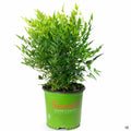 Heavenly Bamboo 'Lemon Lime' Sunset 01T