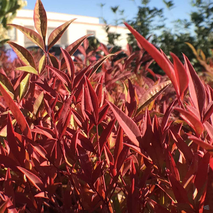 Nandina 'Moon Bay'