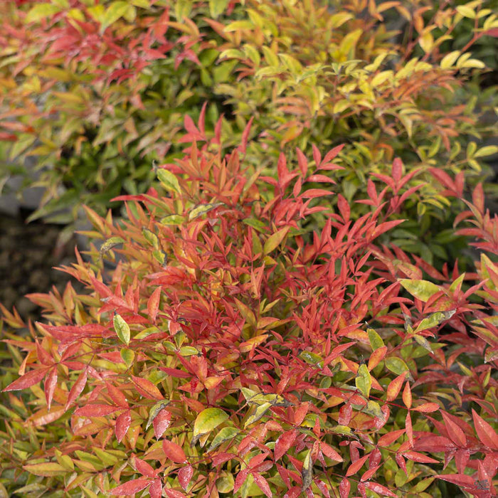 Nandina 'Moon Bay' Fall Colors