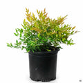 Nandina 'Moon Bay' 1 gal