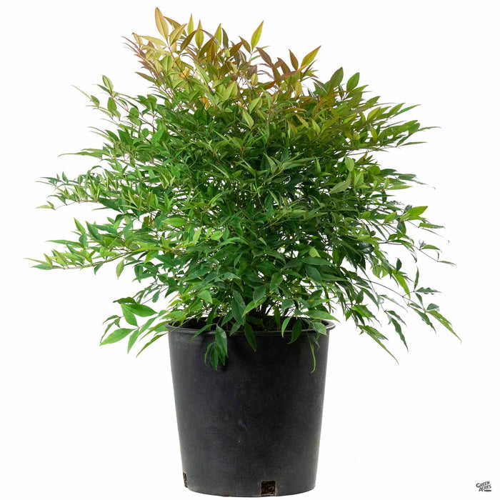 Nandina 'Moon Bay' 2 gal