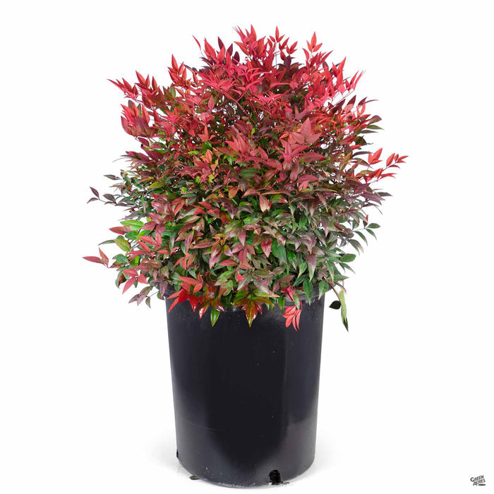 Nandina 'Moon Bay' 5 gal