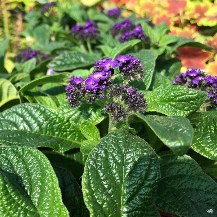 Heliotrope 'Scentropia Dark Blue'