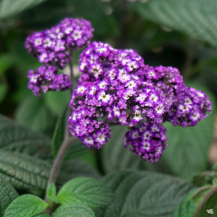 Heliotrope 'Fragrant Delight'