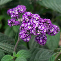 Heliotrope 'Fragrant Delight'