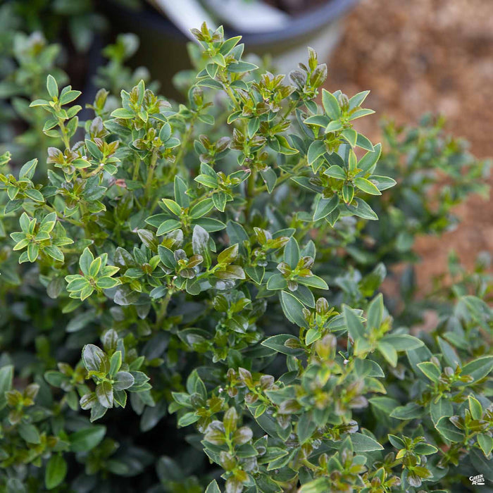 Arrow Point Holly