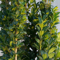 Arrow Point Holly