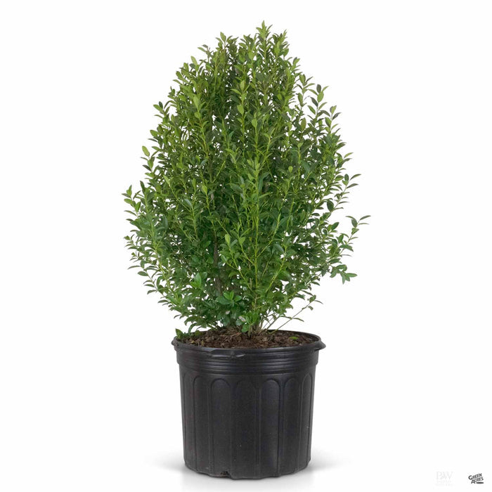 Arrow Point Holly 7 gallon