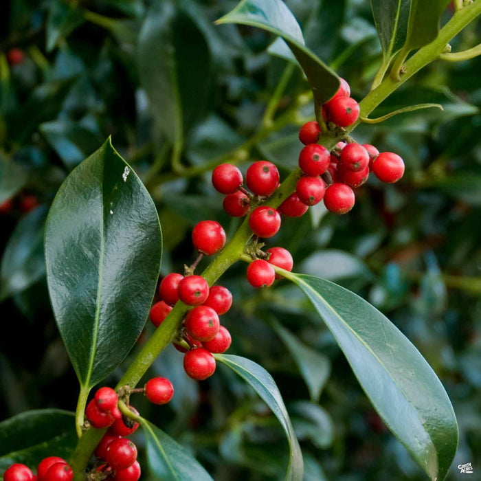 Needlepoint Holly
