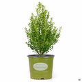 Needlepoint Holly 3 gallon Gardeners Confidence