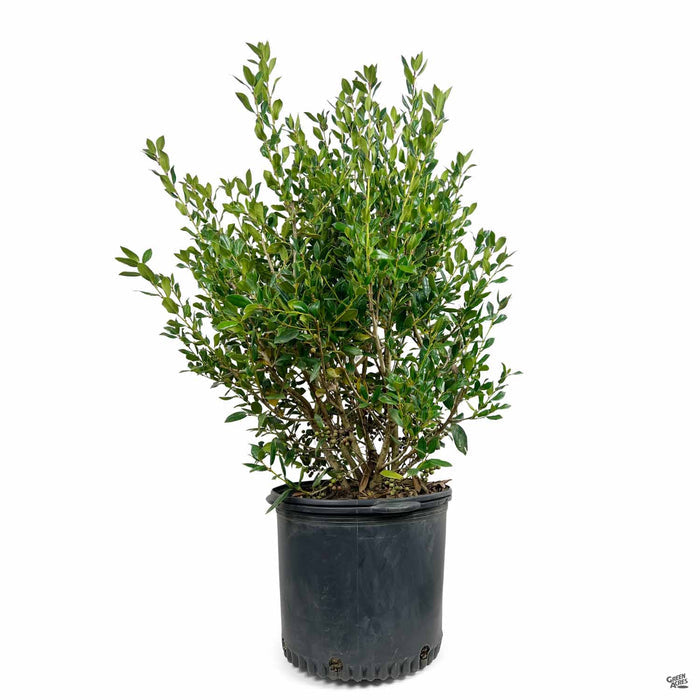 Needlepoint Holly 7 gallon