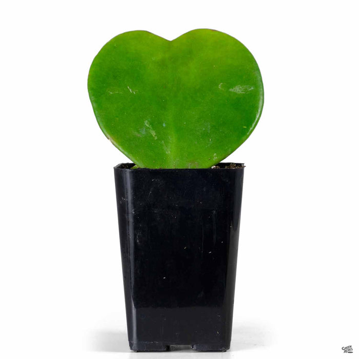 Sweetheart Hoya 2 inch