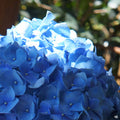 Hydrangea 'Enziandom'
