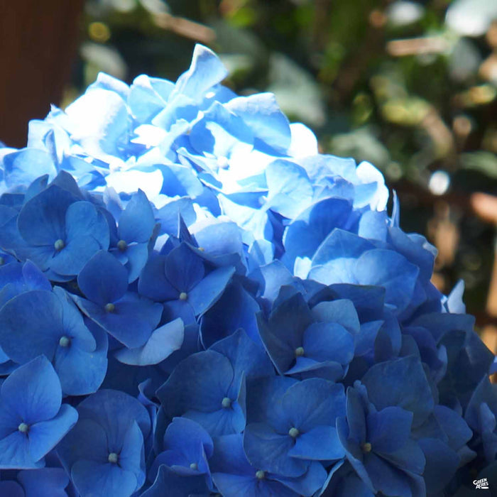 Hydrangea 'Enziandom'