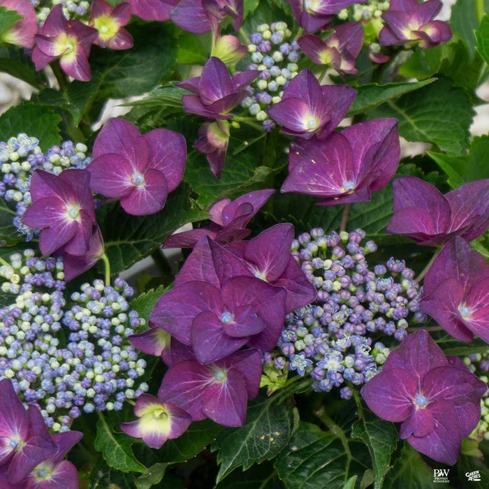 Hydrangea 'Fort Bragg'