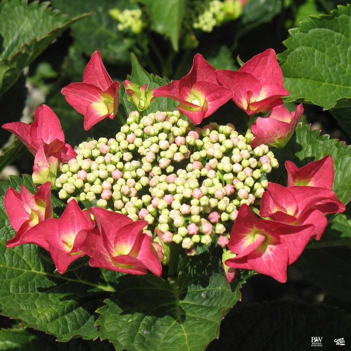 Hydrangea 'Fort Bragg'
