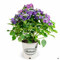 Hydrangea 'Fort Bragg' 2 gallon