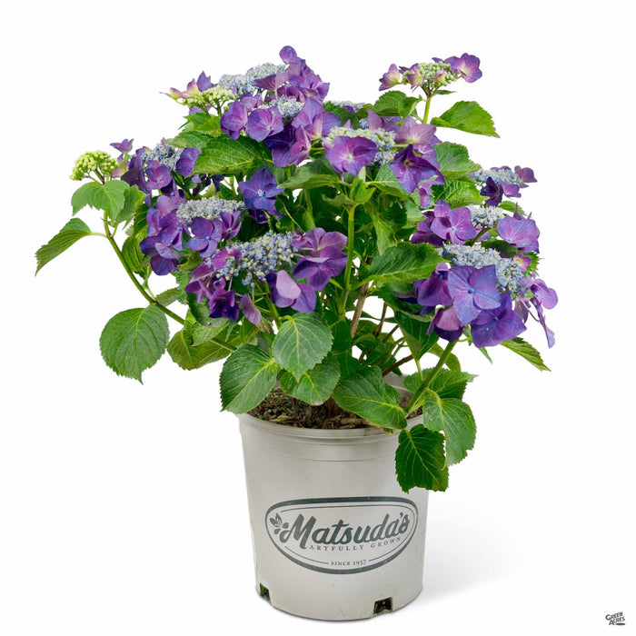 Hydrangea 'Fort Bragg' 2 gallon