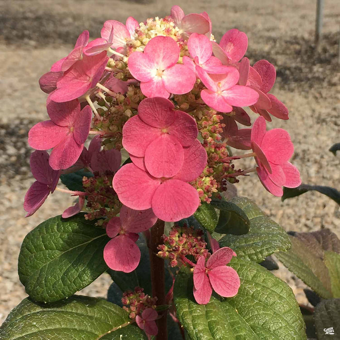 Hydrangea 'Little Quick Fire'
