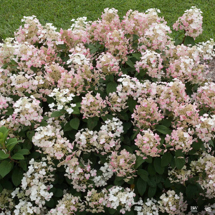 Hydrangea 'Little Quick Fire'