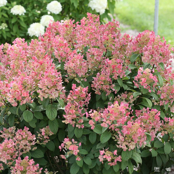Hydrangea 'Little Quick Fire'