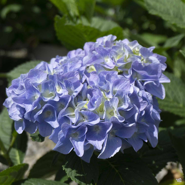 Hydrangea 'Nikko Blue'