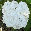 Hydrangea 'White'