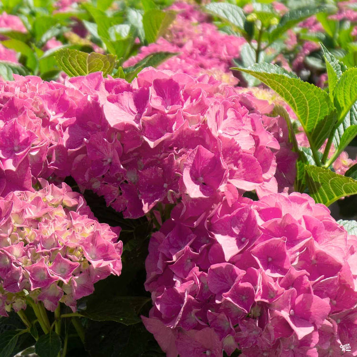 Pink Hydrangea macrophylla
