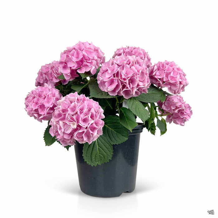 Pink Hydrangea 10 inch