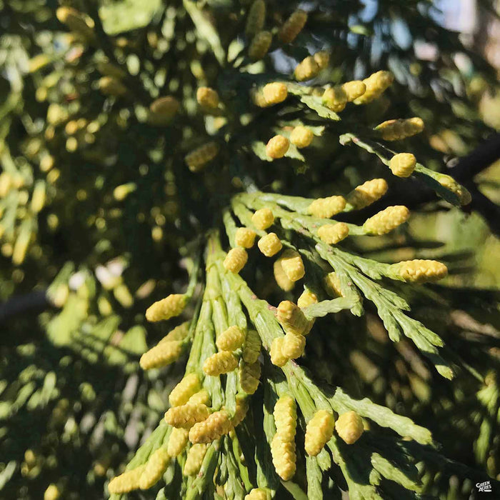 Incense Cedar