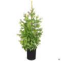 Incense Cedar 15 gallon
