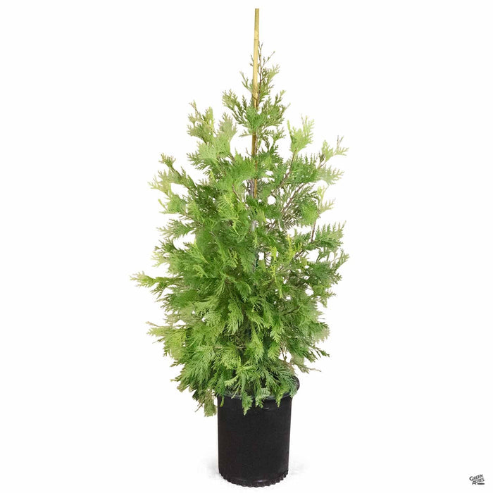 Incense Cedar 15 gallon